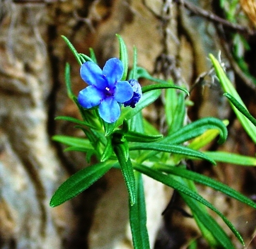 Lithodora rosmarinifolia / Erba perla mediterranea